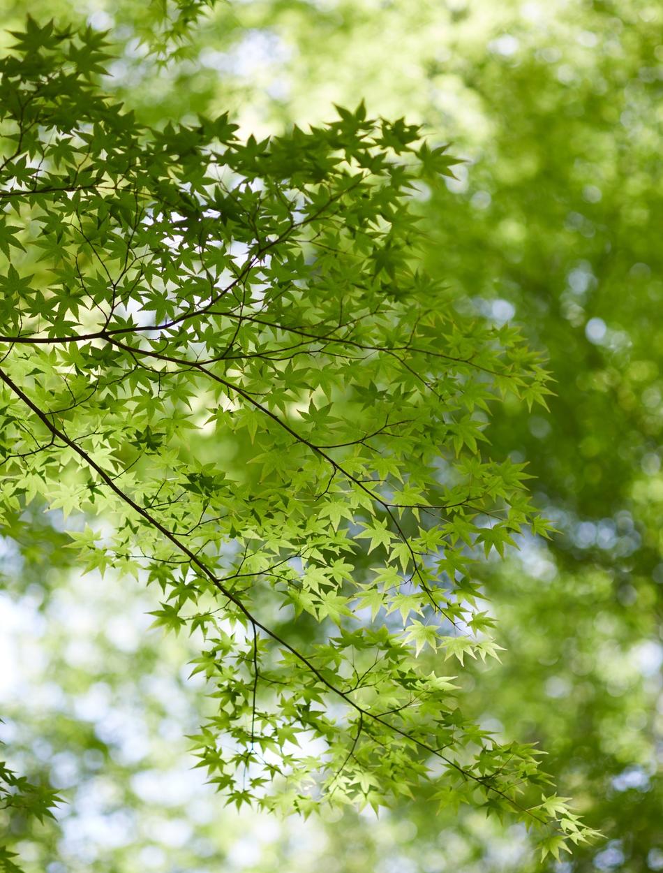 Aman Kyoto Fresh Green
