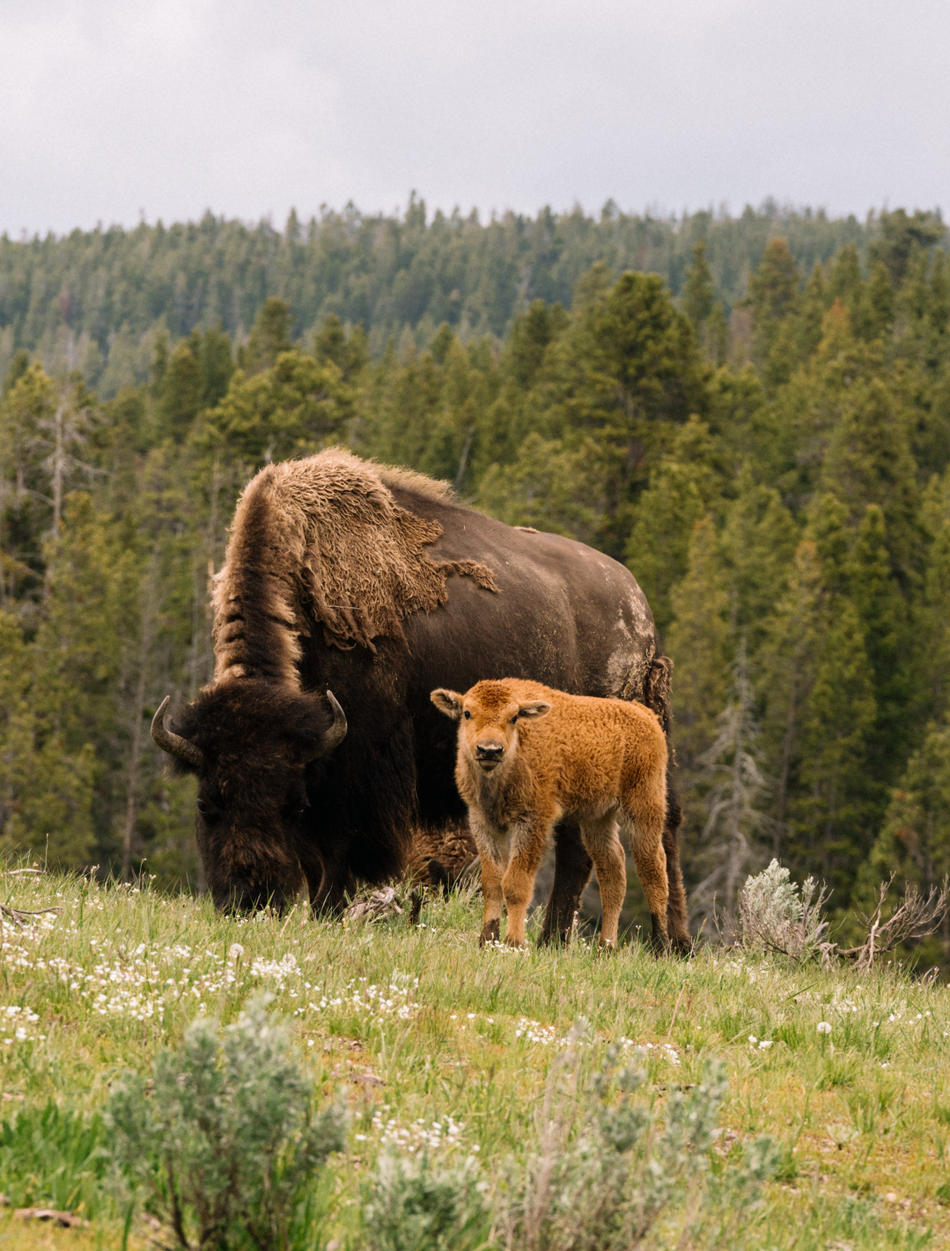 Amangani, Jackson Hole - Wildlife Experience at Yellowstone National Park 