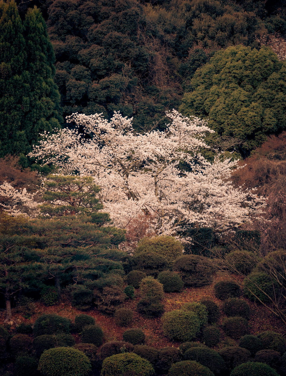 Aman Kyoto, Japan - Experience, Sakura season