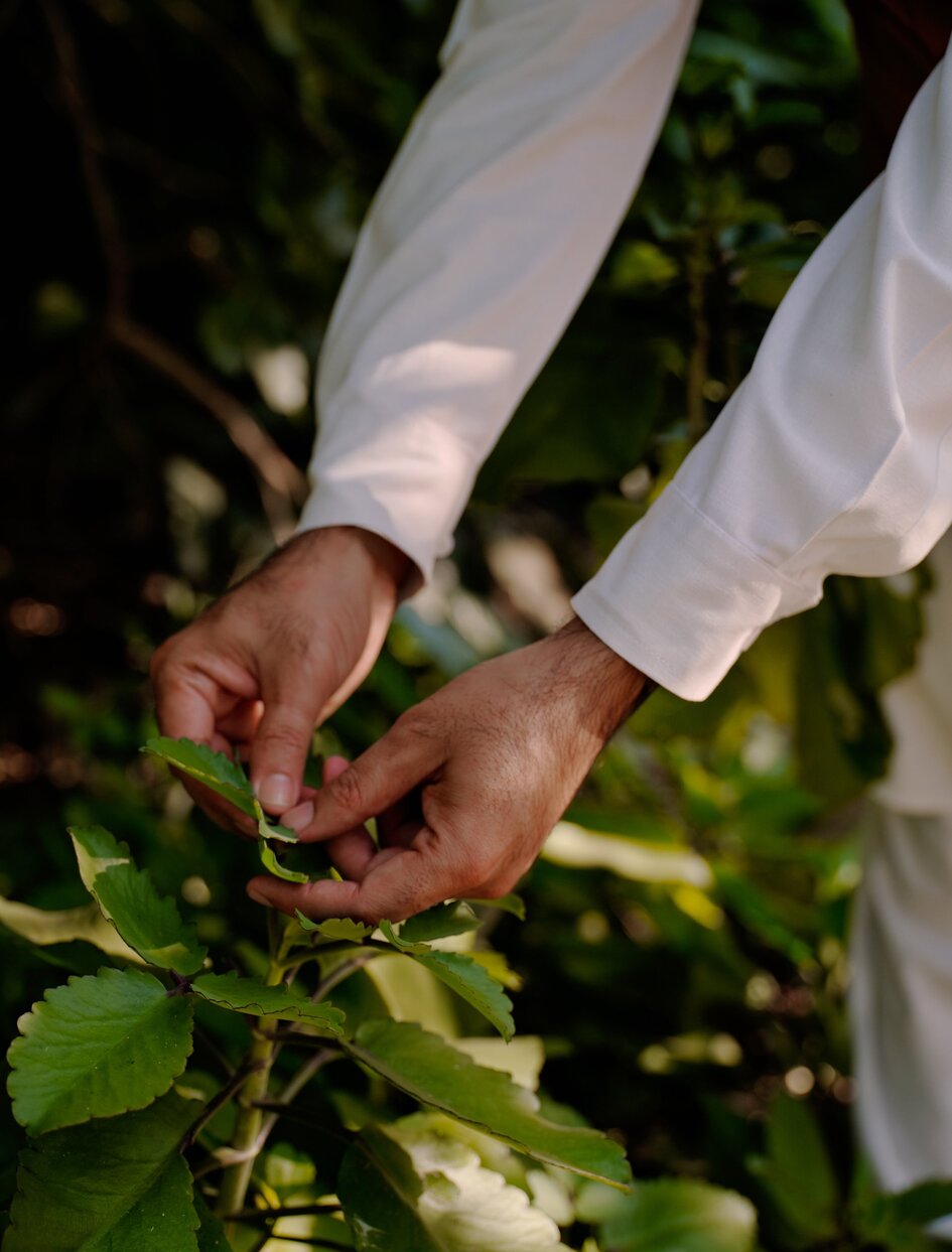 Ayurvedic doctor's hands examining fresh herbs in the garden at Amanbagh, India.