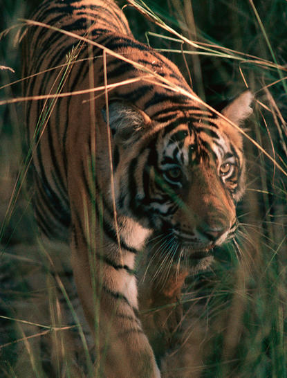 Tiger moving through tall grass at Aman-i-Khas, India.