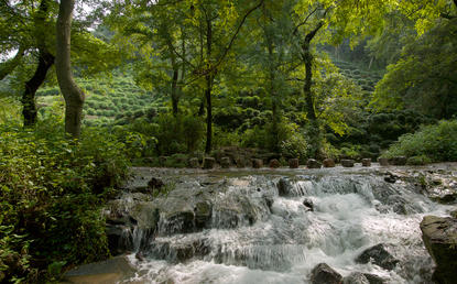 Cascading terraced pools surrounded by lush woodland at Amanfayun.