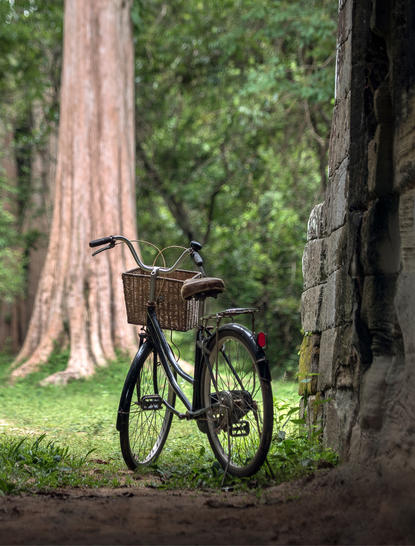 Bicycle leaning against towering trees at Amansara.