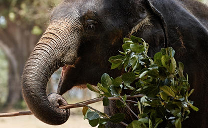 Young elephant feeding on green foliage at Amantaka.