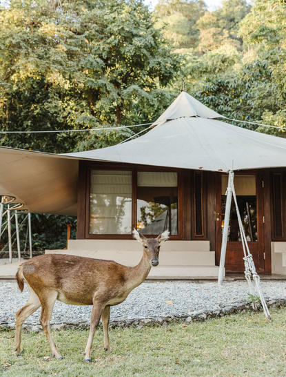 Deer grazing in front of a jungle tent at Amanwana, with dense forest behind.