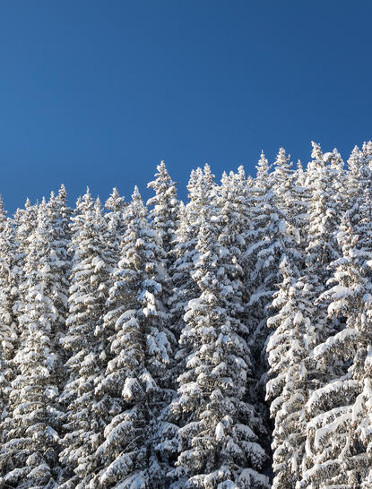 Snow-laden evergreen forest against clear blue sky at Aman Le Mélézin, France.