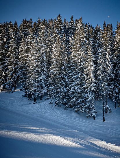 Snow-covered evergreen forest on a mountainside at Aman Le Mélézin, France.