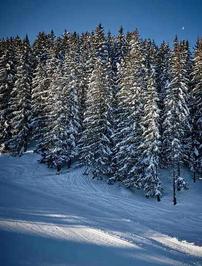 Forêt de sapins enneigés sous ciel bleu à Aman Le Mélézin.