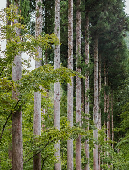 Tall wooden pillars rise through verdant forest at Aman Kyoto, Japan.