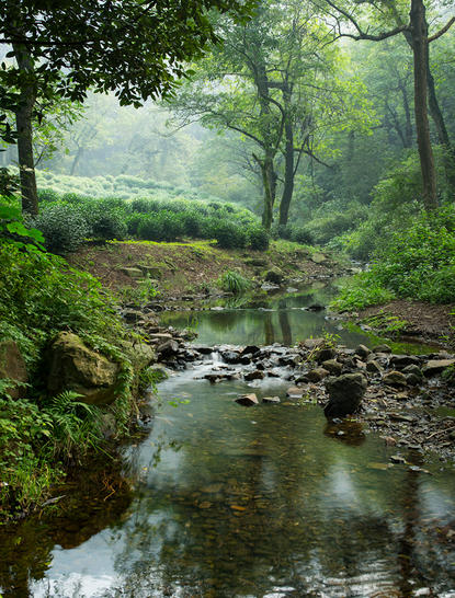 Tranquil stream flowing through forested valley at Amanfayun, with moss-covered banks and misty hills beyond.