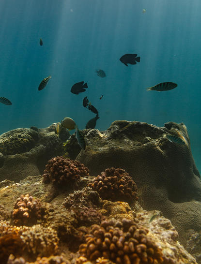 アマンキラのリゾートの水中風景、珊瑚礁の上を泳ぐ魚たち。