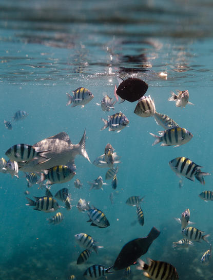 安缦湾澜度假村潜水中心，浮潜者与条纹鱼群在清澈蓝水中游动。