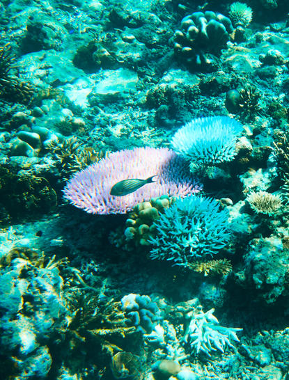 Parrotfish swimming above coral reef at Amandira, Indonesia.