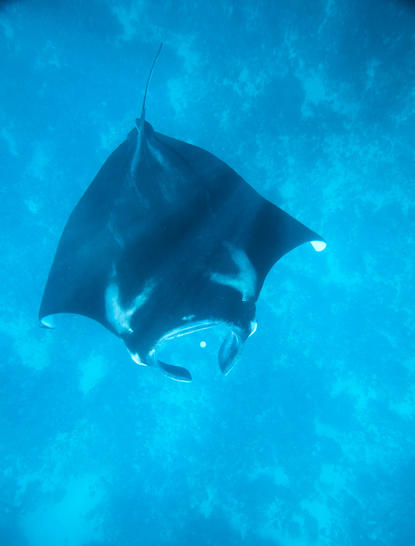 Manta ray gliding through clear blue water at Amandira, Indonesia.