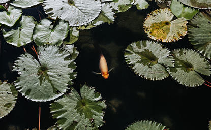 Familie schwimmt in einem Teich zwischen Seerosen im Amanpuri Resort.