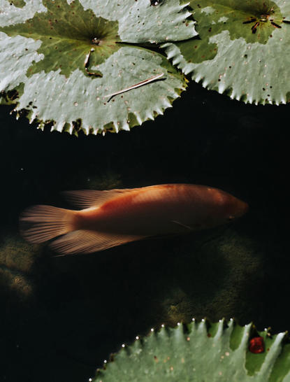Koi-Fisch schwimmt unter Wasserpflanzen in einem Becken im Amanpuri Resort.
