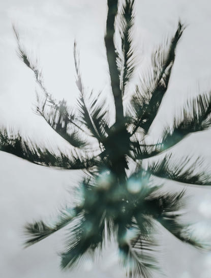 Overhead view of palm tree fronds at Amanpuri, creating a radial pattern against a pale sky.