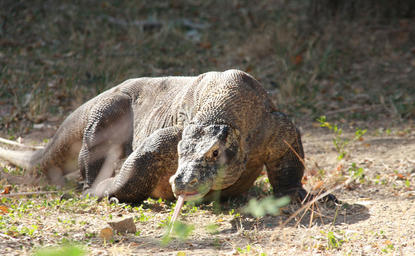 Komodo dragon foraging on sandy ground at Amanwana, Indonesia.