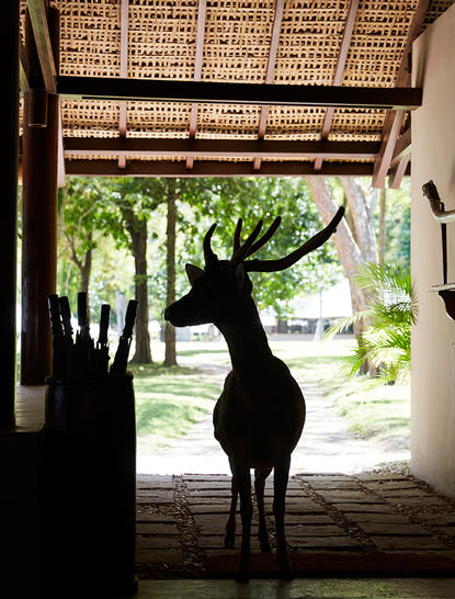 安缦湾澜度假村中，一头鹿站在木质亭廊的入口，眺望绿意盎然的花园。