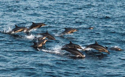 Dolphins swimming together in the ocean at Amanwella.