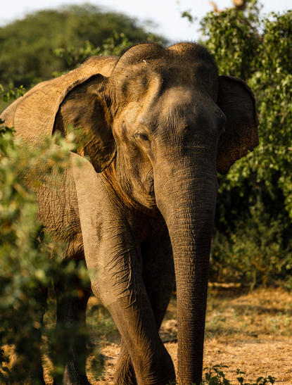 Elephant walking through lush greenery at Amanwella.