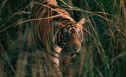 Tiger walking through tall grass at Aman-i-Khas, India.