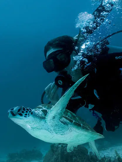 Diver examining a sea turtle underwater at Amanpulo resort.
