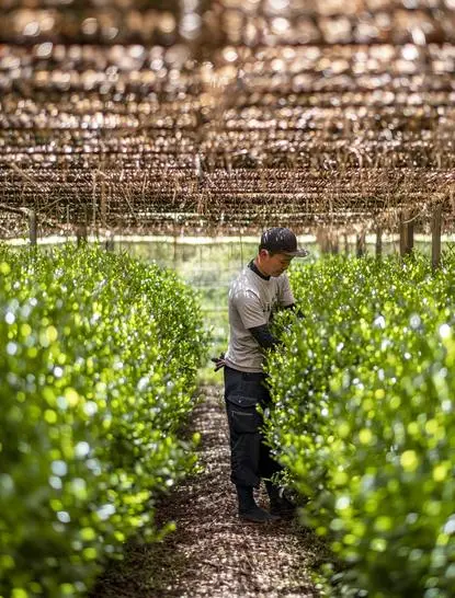 Farmer tending to green tea plants beneath shade cloth at Aman Kyoto resort.