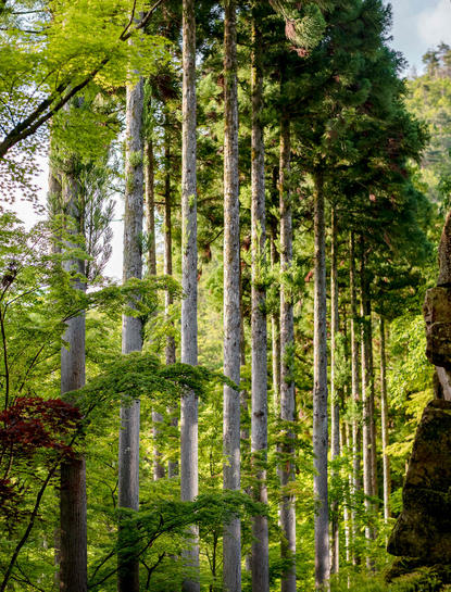 Tall cypress trees rise through verdant forest canopy at Aman Kyoto.
