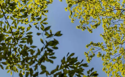 Foliage with yellow flowering branches against blue sky at Aman Tokyo.