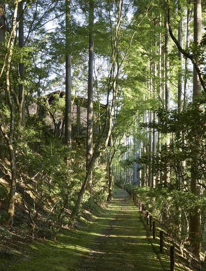 Tree-lined garden pathway at Aman Kyoto with dappled sunlight filtering through birch trees.