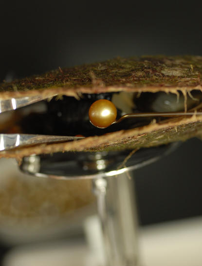 Crocodile eye detail shot at Amanpulo resort.