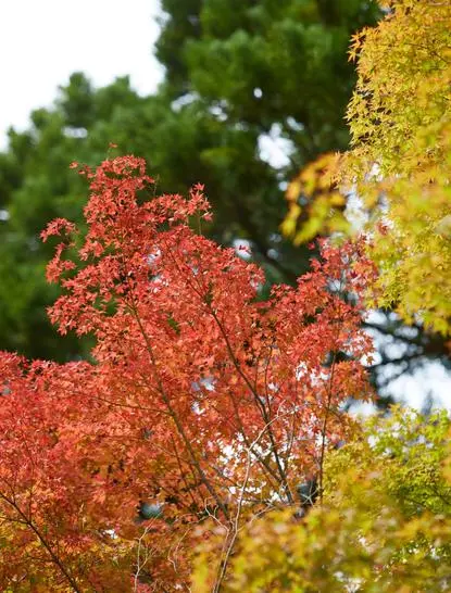 Maple tree with crimson autumn foliage at Aman Kyoto, surrounded by golden and green leaves.