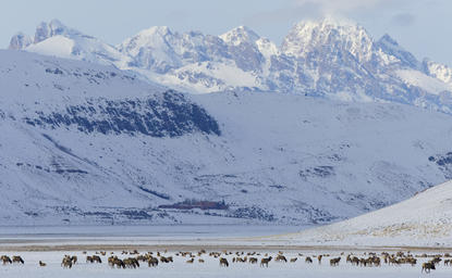 Elk herd grazing on snowy plain beneath snow-capped mountain at Amangani.