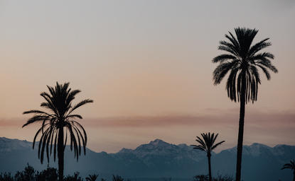 Palm trees silhouetted against a twilight sky at Amanjena resort.