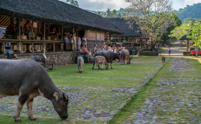 Cattle grazing in a traditional Balinese village courtyard at Amankila resort, Tenganan Village.