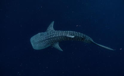 鲸鲨在安缦湾澜度假村附近的深蓝色海水中游动。