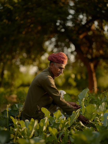 Gardener tending to plants in the lush grounds at Amanbagh.