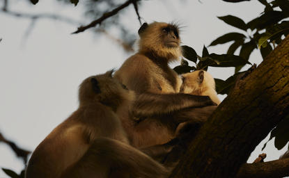 Langur monkeys perched on a tree branch at Aman-i-Khas.
