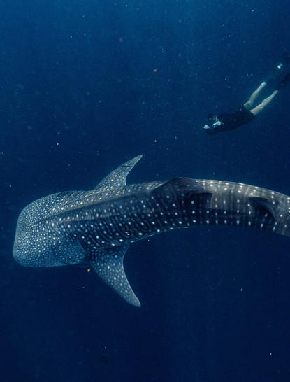 Whale shark gliding through deep blue waters at Amanwana, Indonesia.