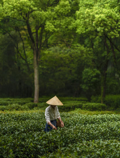 Person in conical hat tending to lush green tea terraces at Amanfayun, China.