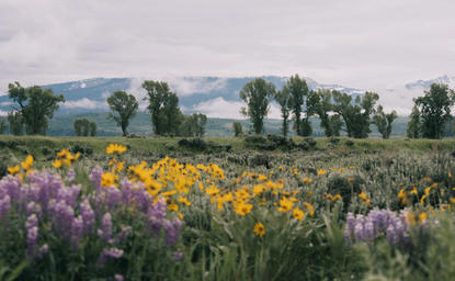 Wildflower meadow with yellow and purple blooms overlooking Jackson Hole valley at Amangani.