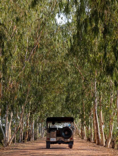 Jeep driving through tree-lined avenue at Amansara, Cambodia.