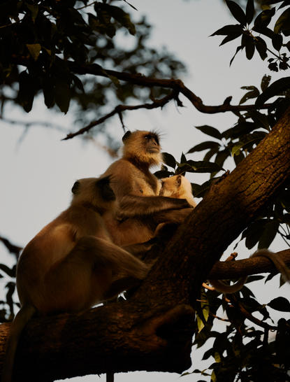 Golden langur perched in tree canopy at Aman-i-Khas, India.