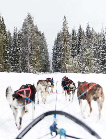 Dog-sledding experience at Amangani with sled dogs and snowy forest backdrop.