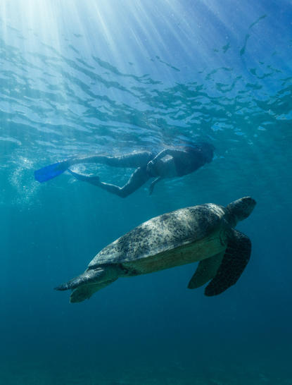 Amanpulo রিসর্টে স্নরকেলিং এর সময় সমুদ্রে সাঁতার কাটা কচ্ছপ।