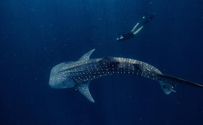 Whale shark gliding through deep blue waters at Amanwana, Indonesia.