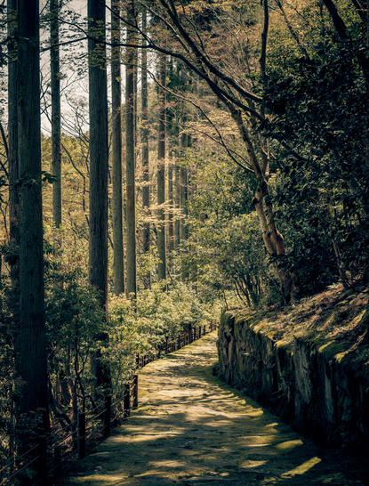 Sunlit forest pathway at Aman Kyoto resort, dappled light filtering through tall trees along a winding walkway.