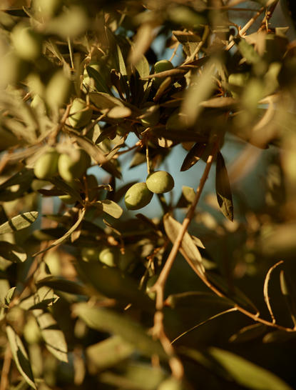 Olives ripening on branches at Amanjena resort.