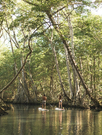 Person paddleboarding through mangrove forest at Amanera, Dominican Republic.